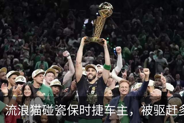 流浪猫碰瓷保时捷车主，被驱赶多次都不肯走，结果傍富婆的代价也太大了